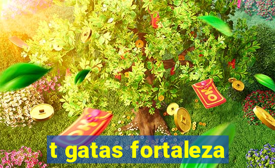 t gatas fortaleza